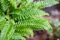 Deer fern Struthiopteris spicant, with green leaves Royalty Free Stock Photo